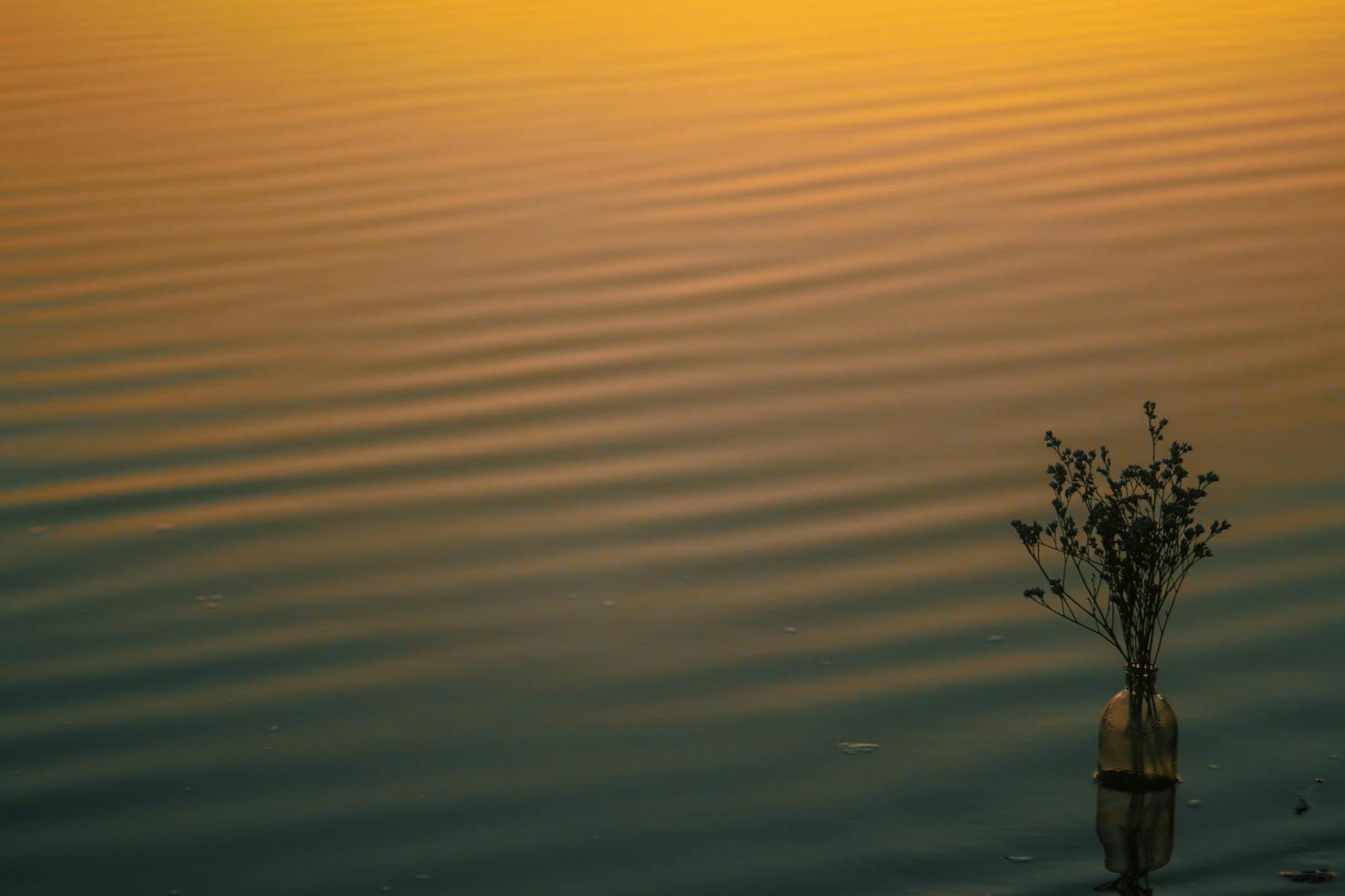 Being Still – Lottie