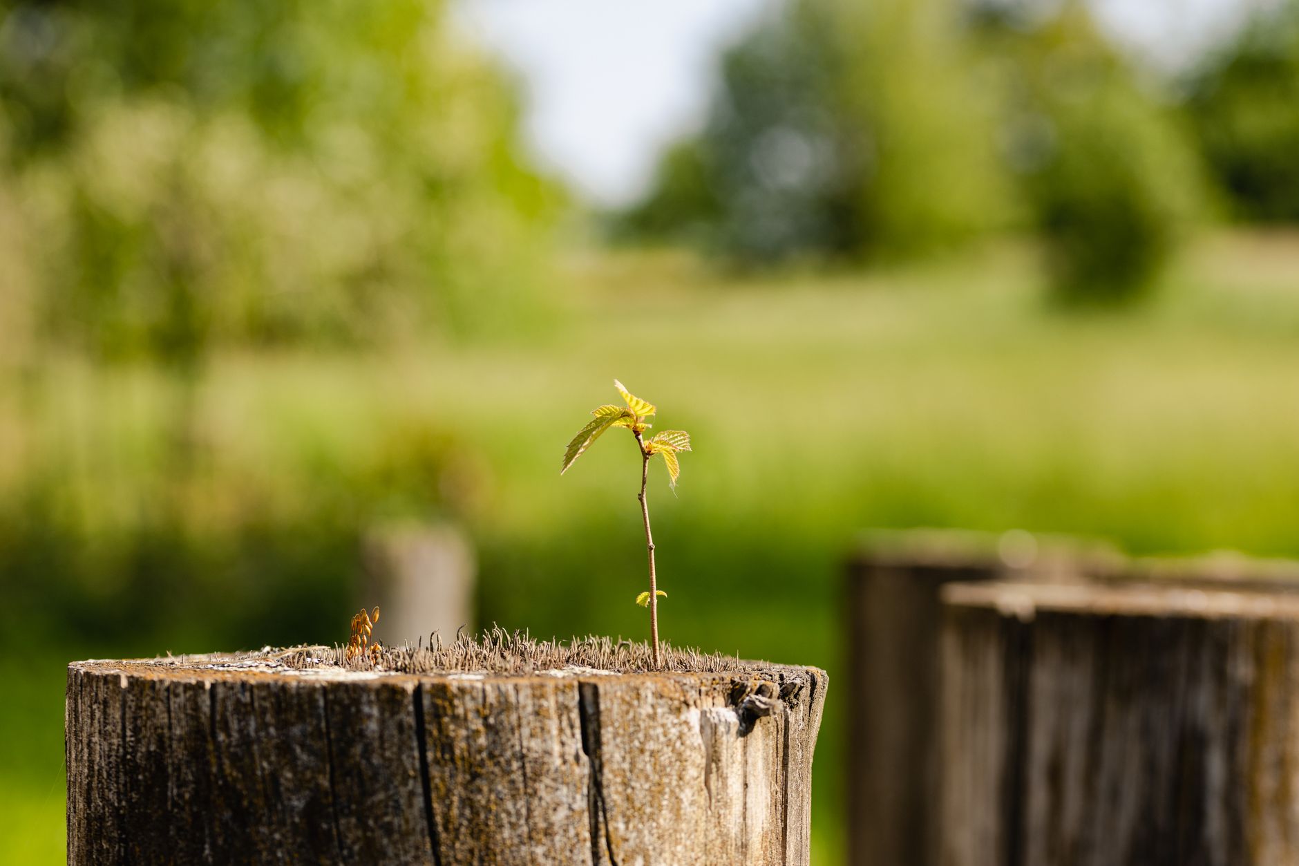 Psalm 1 and Job 1 – Lottie